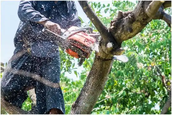 tree services Bluffdale